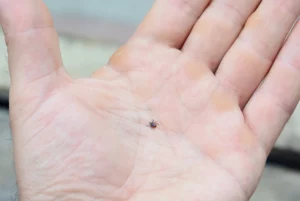 Deer tick on man’s hand to show size comparision