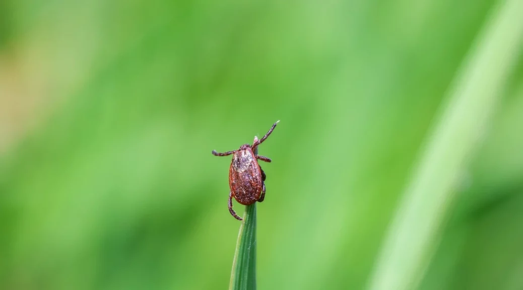 How to Get Rid of Ticks in Your Yard?