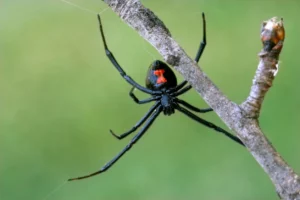 black widow on a branch