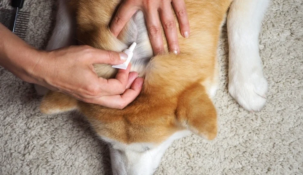 Corgi laying on stomach while owner puts flea medicine on its back