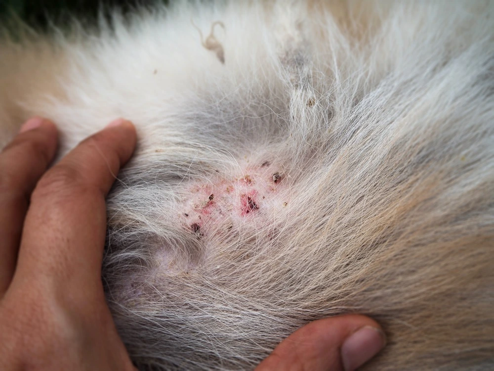 Close up of dog skin and dermatitis from flea bites.