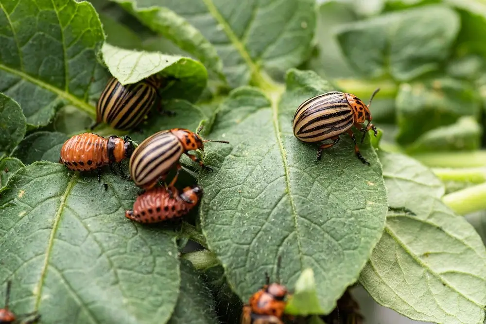 Group of colorado potato beetles on leafy plants