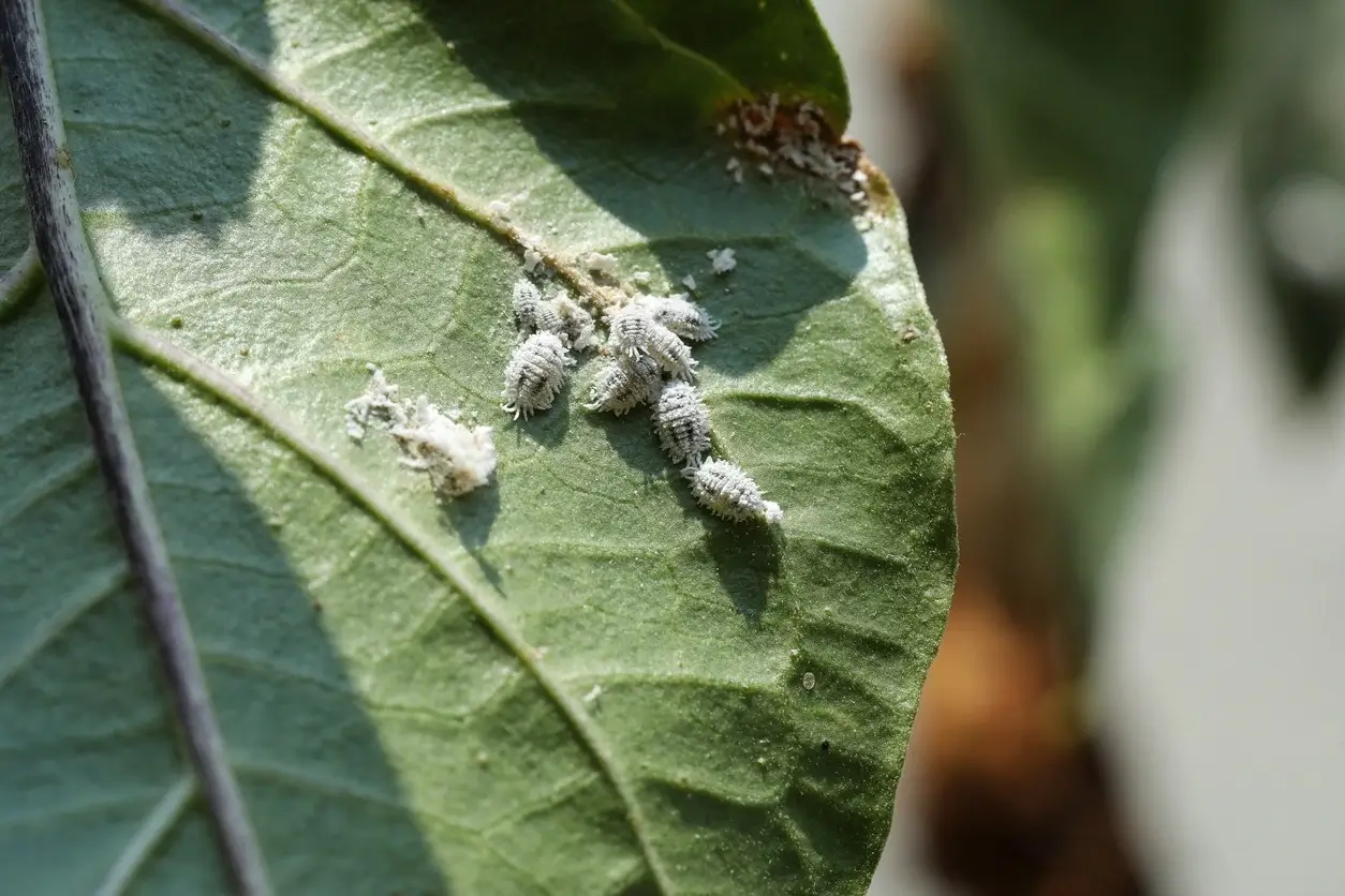 Cluster of mealy bugs on a leaf