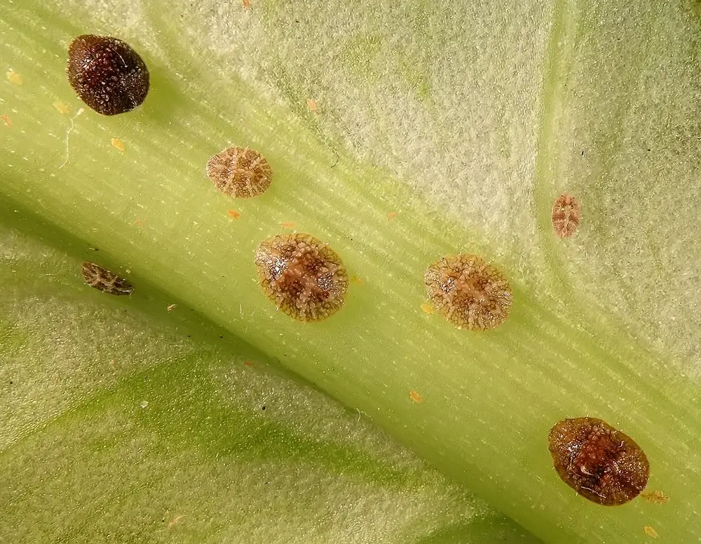 Group of scale insects on a leaf.
