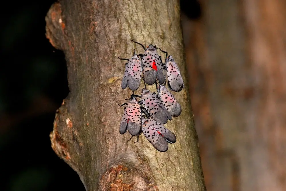 Group of spotted lanternflies on tree bark.