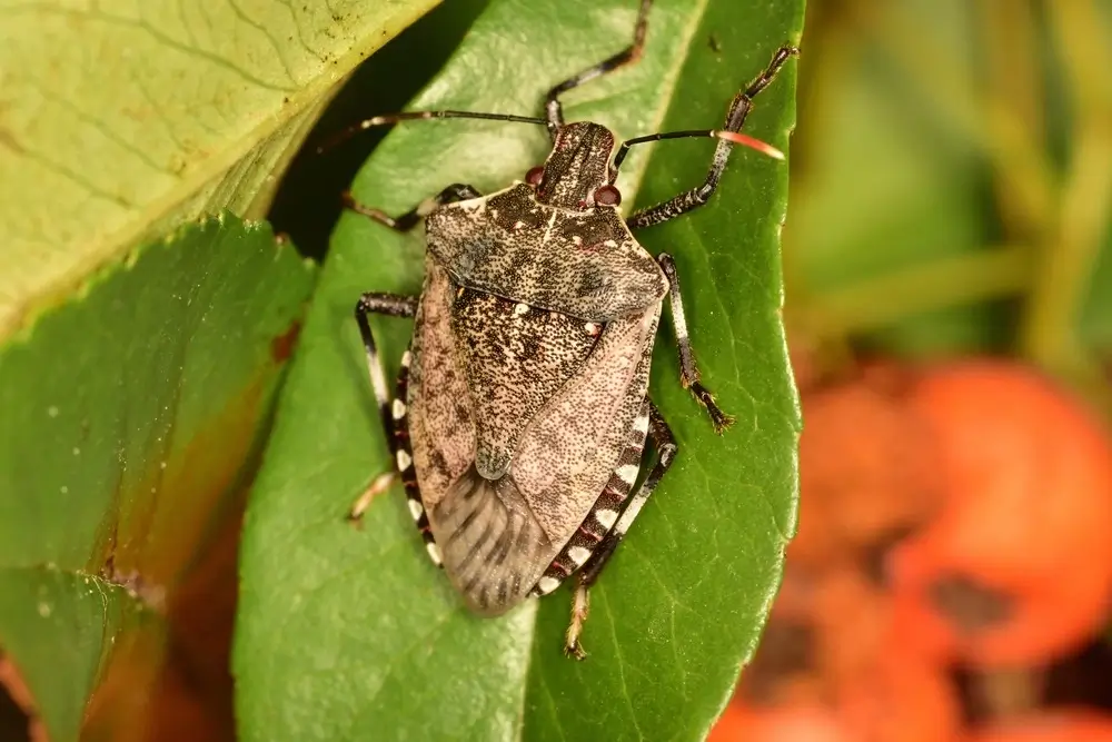 Stink bug on a plant in a garden.