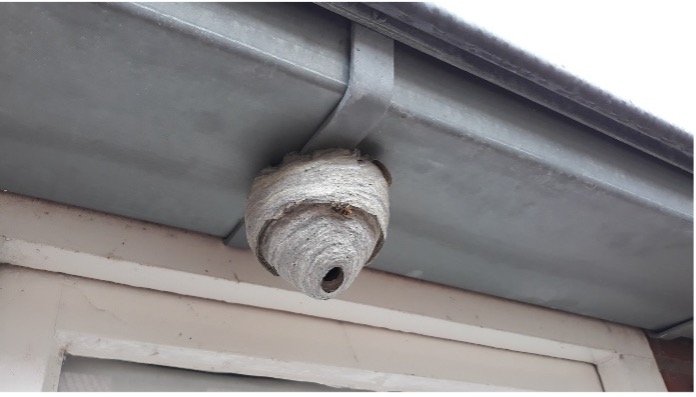 Wasp nest underneath roof of home.