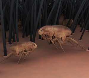 Eliminate Fleas In Your Yard | Mosquito Joe